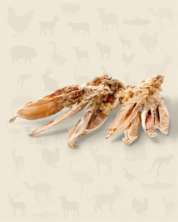 Oreille de lapin poilue