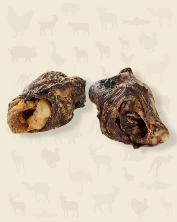 Larynx de bœuf