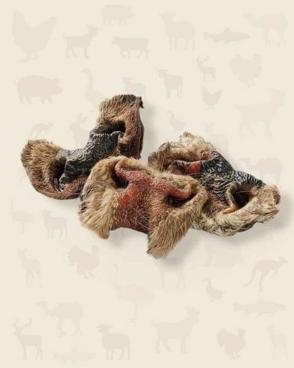Nez de bœuf avec poils