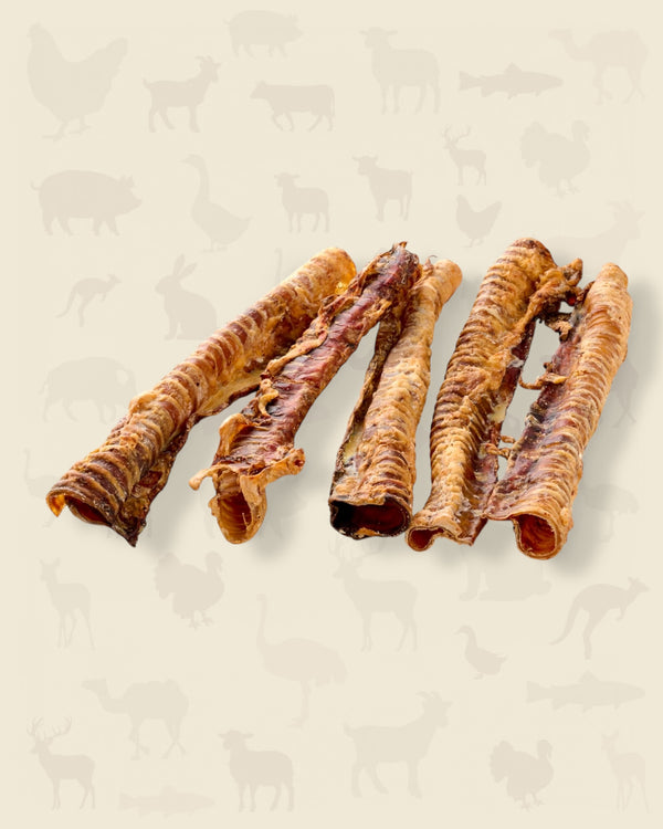 Trachée de bœuf XXL